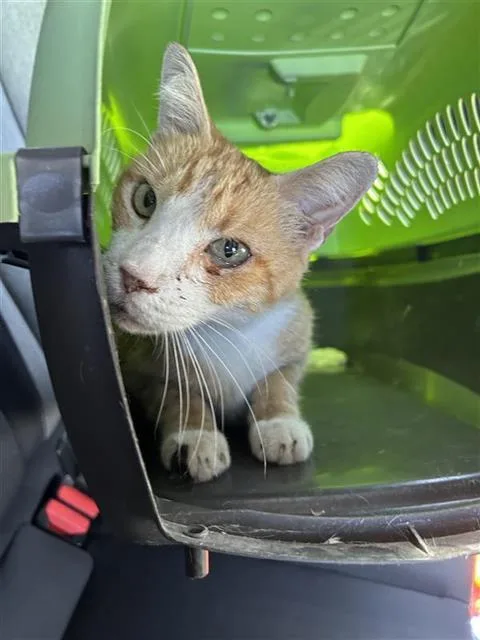 An adult small-sized male Domestic Short Hair cat named Pumpkin for adoption in San Antonio, TX