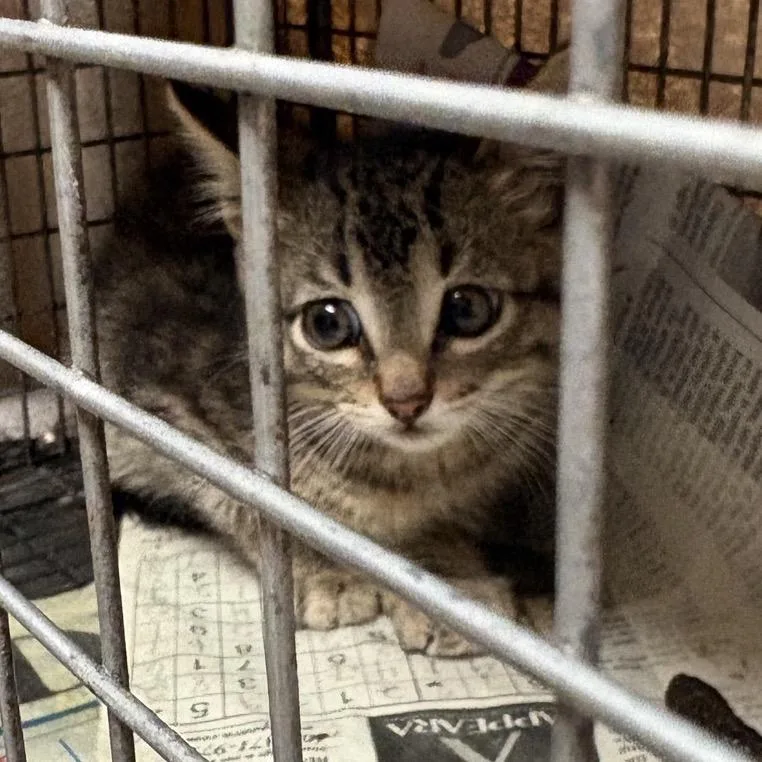 A baby small-sized female Brown / Chocolate Domestic Short Hair cat named Waverly for adoption in Norfolk, NE
