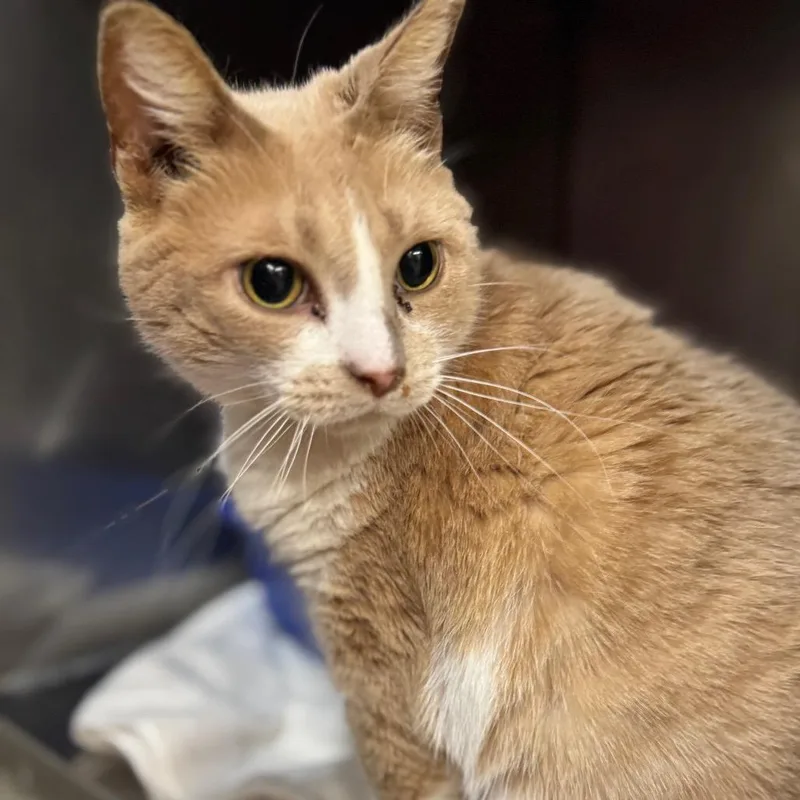 A senior medium-sized female Buff / Tan / Fawn Domestic Short Hair cat named Embers for adoption in West Olive, MI