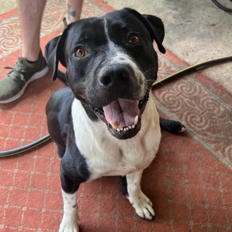 Ritchey Roo thumbnail 2