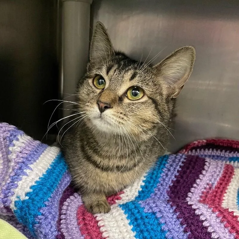 A young medium-sized female Domestic Short Hair cat named Roswell for adoption in Roanoke, VA