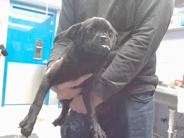 A baby small-sized male Pug dog named Jumanji for adoption in Albuquerque, NM