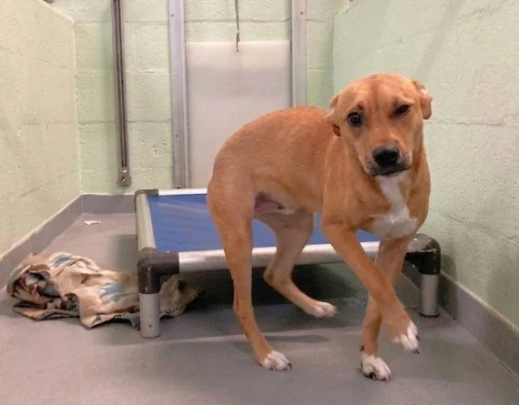 A young medium-sized female Mixed Breed dog named Maria for adoption in Durham, NC