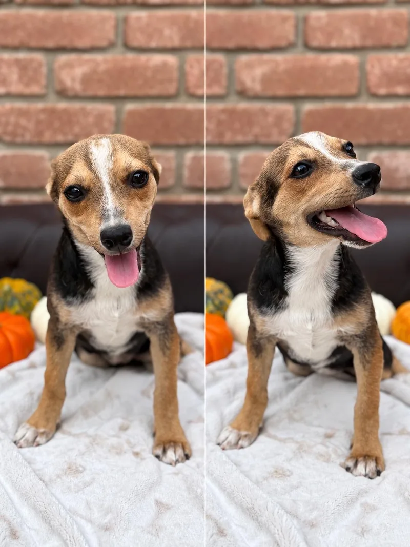 A baby small-sized female Dachshund dog named Vantage for adoption in San Diego, CA