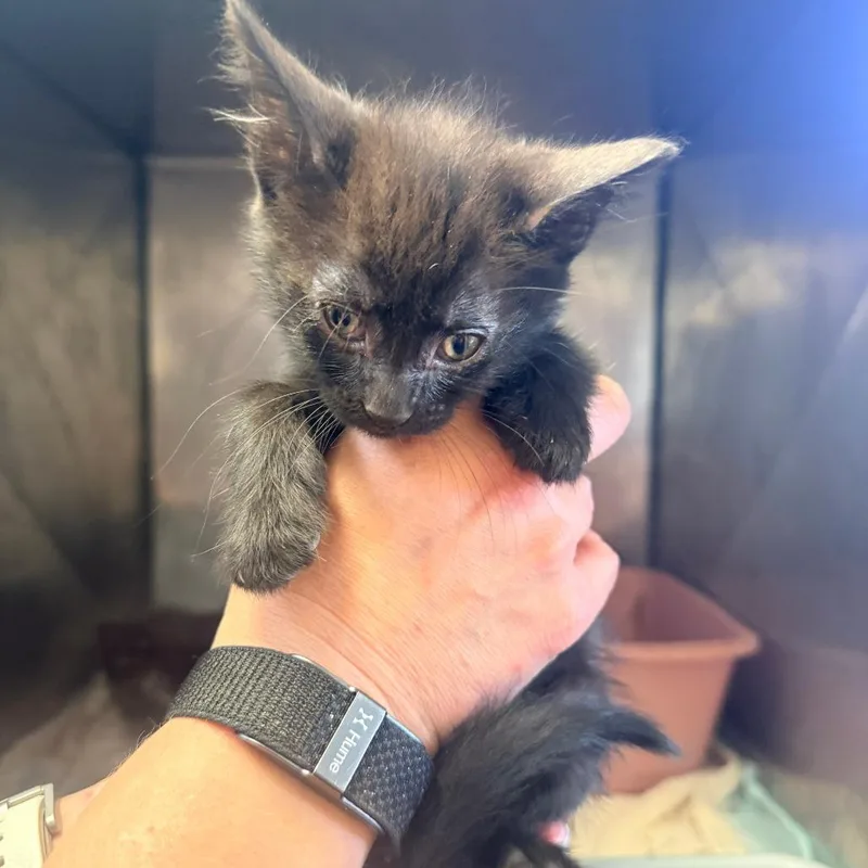 A baby small-sized female Black Domestic Short Hair cat named Elvira for adoption in Corinth, MS