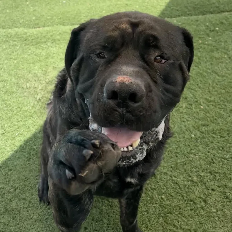 An adult extra large-sized male Brindle Mastiff dog named SmallsTyson for adoption in Batavia, OH