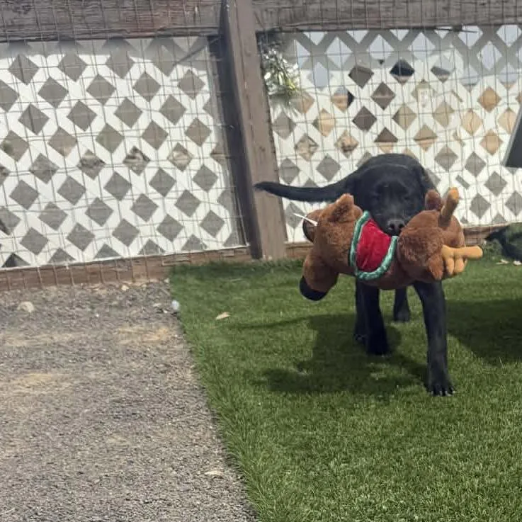 A young medium-sized female Black Labrador Retriever dog named Pepper for adoption in Phoenix, AZ
