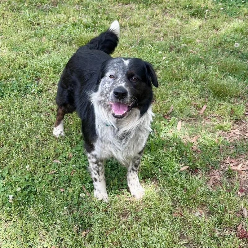 Scout