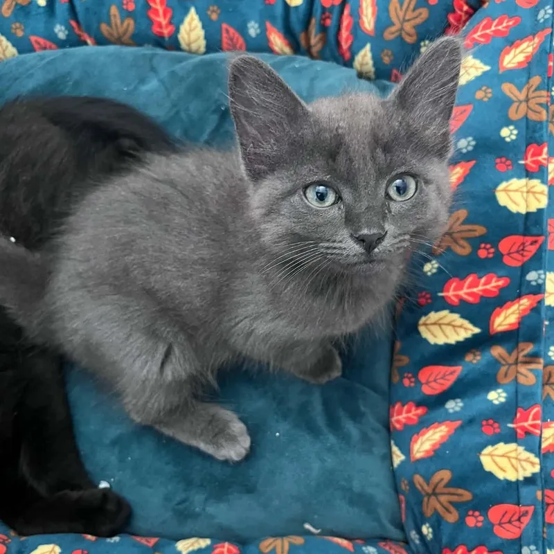 A young medium-sized male Domestic Medium Hair cat named Fuji for adoption in Chattanooga, TN
