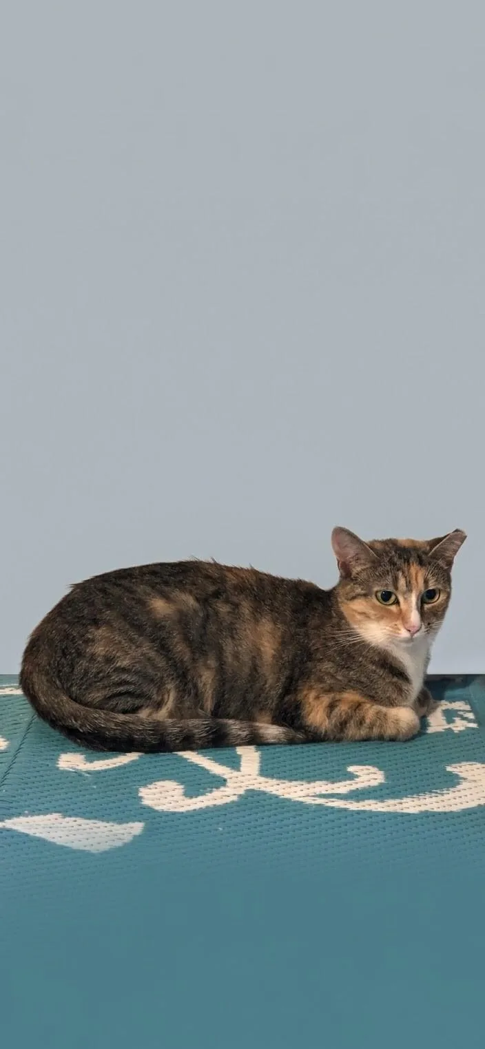 An adult medium-sized female Calico cat named Butterscotch for adoption in MOUNT AIRY, NC