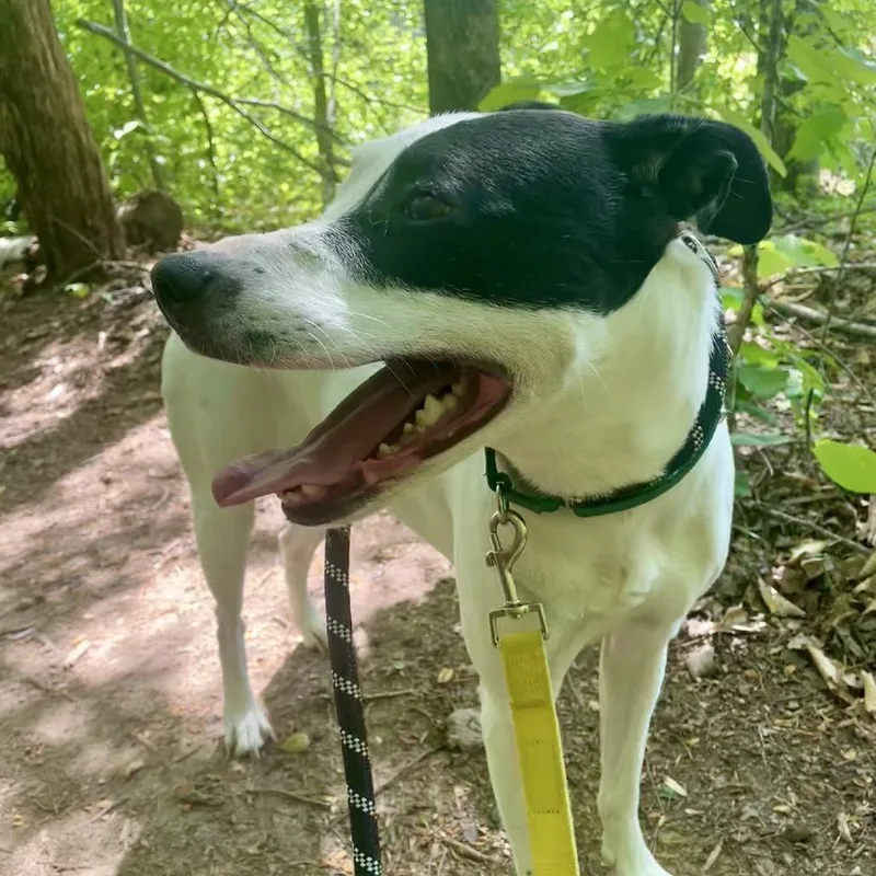 An adult medium-sized female White / Cream Mixed Breed dog named Wallen for adoption in Greensboro, NC