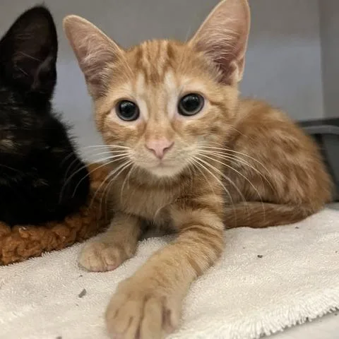 A baby small-sized female Orange / Red Domestic Short Hair cat named Dexy for adoption in Dayton, OH