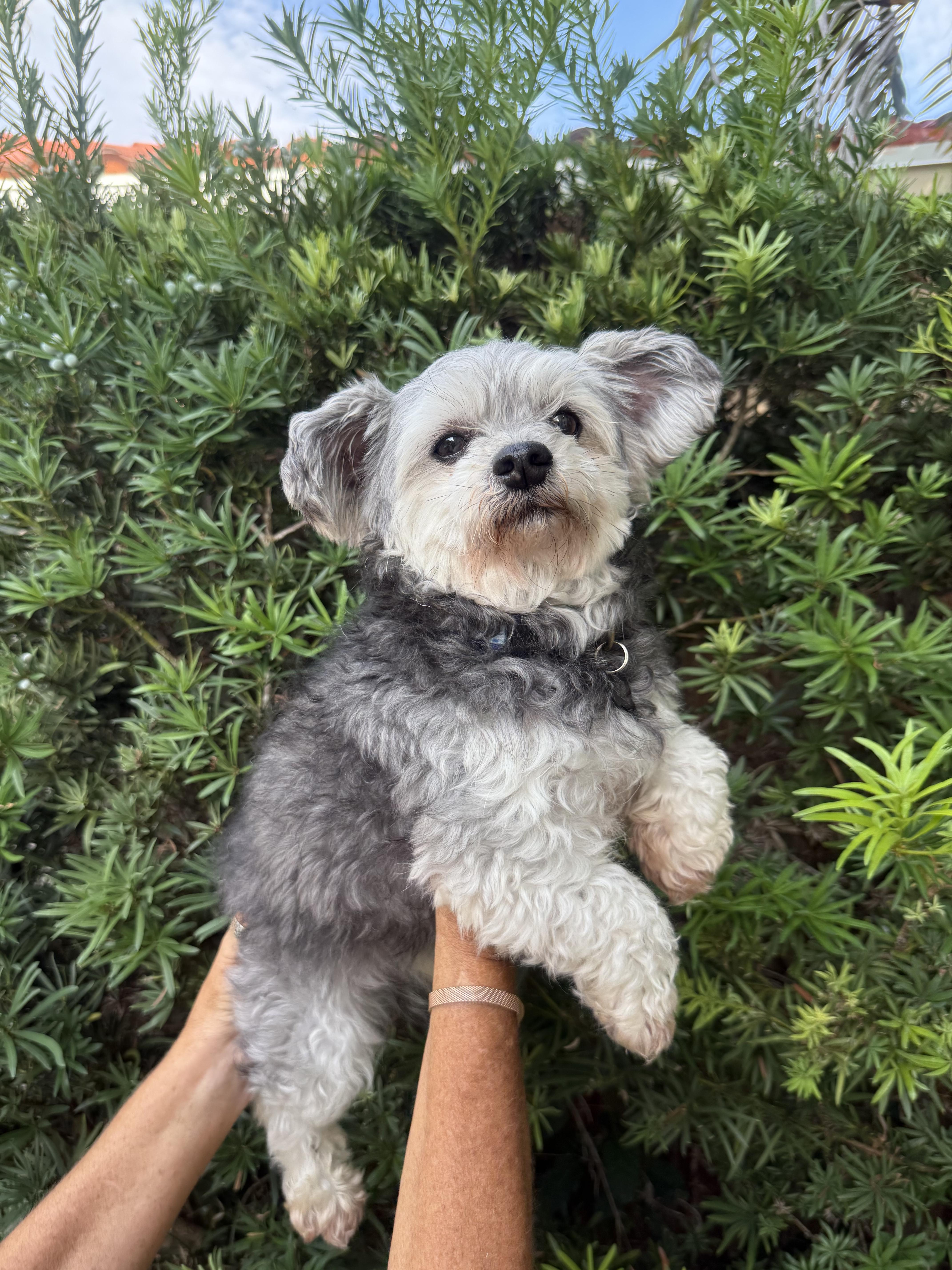 An adult small-sized male Maltese dog named Kirby for adoption in Cape Coral, FL