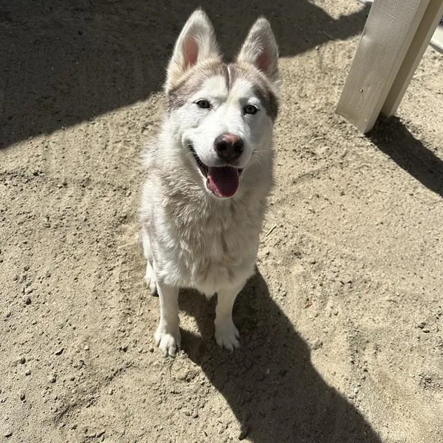 An adult large-sized male Siberian Husky dog named Angel for adoption in Thousand Palms, CA