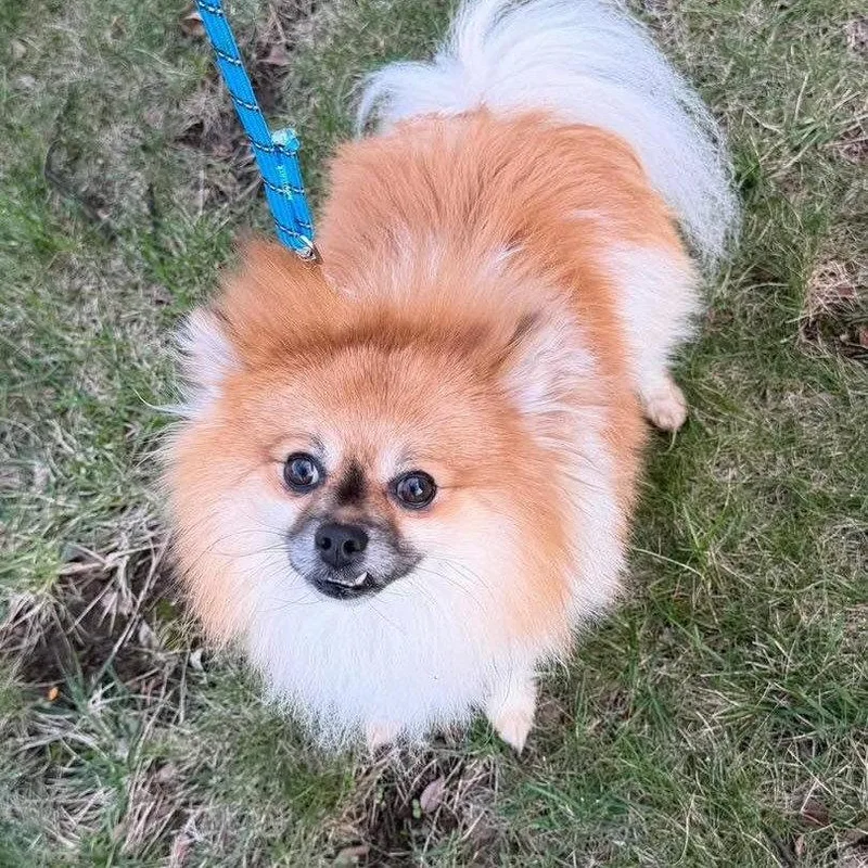 A young small-sized male Pomeranian dog named Poppy for adoption in Whitehall, PA