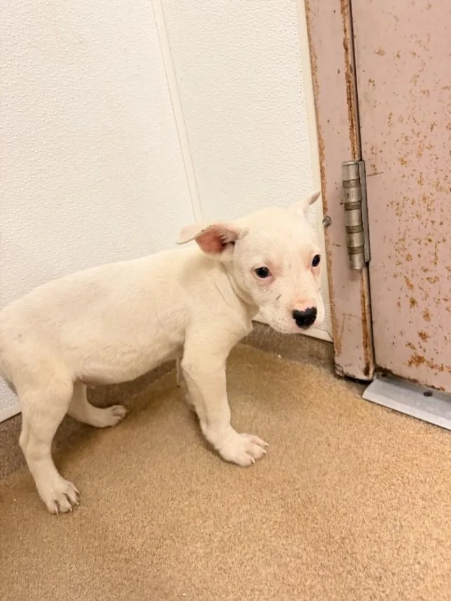 A baby small-sized male Pit Bull Terrier dog named Kylian for adoption in Hayward, CA