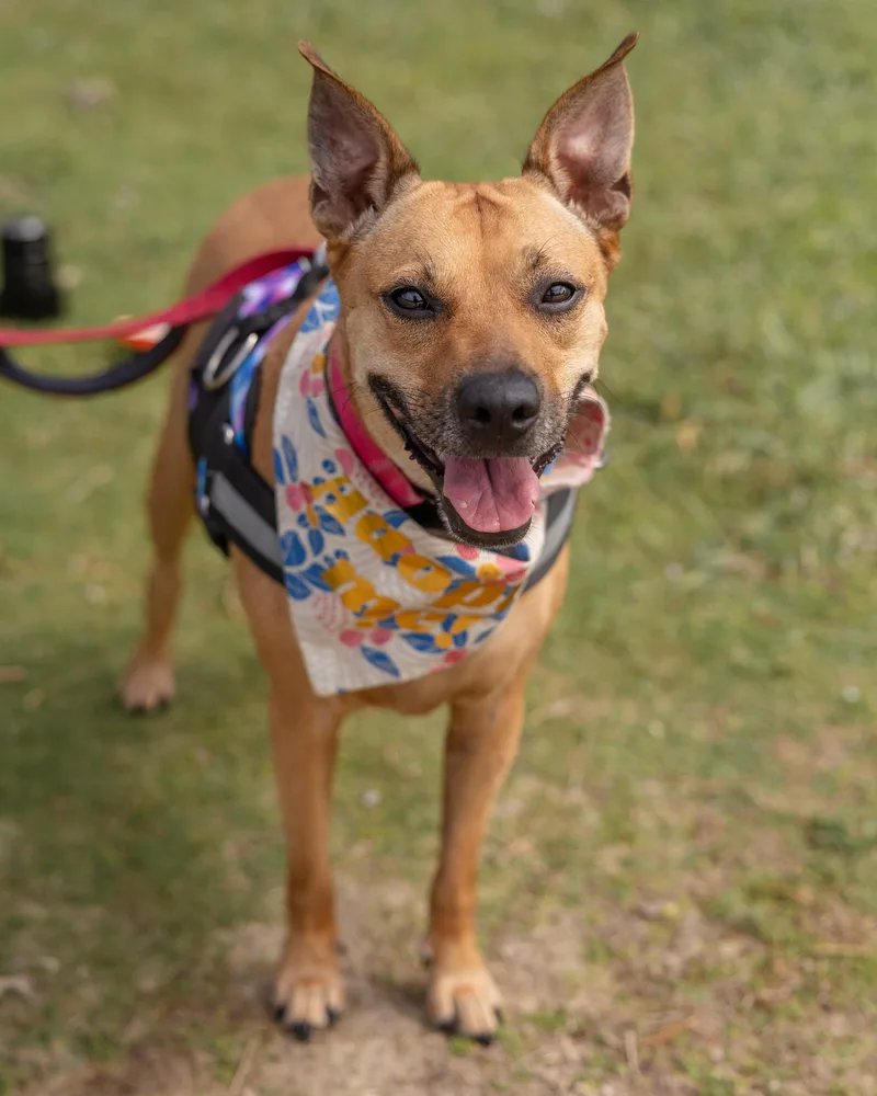 A young medium-sized female Golden German Pinscher dog named Tinkers for adoption in Pflugerville, TX