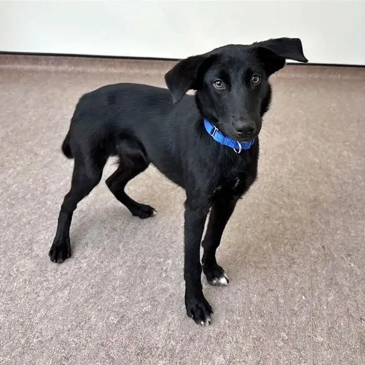 A young medium-sized female Black Mixed Breed dog named Savannah for adoption in Saint Louis, MO