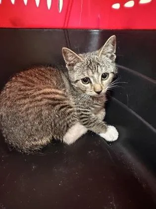 A baby small-sized female Domestic Short Hair cat named Barred Rock for adoption in West Chester, PA