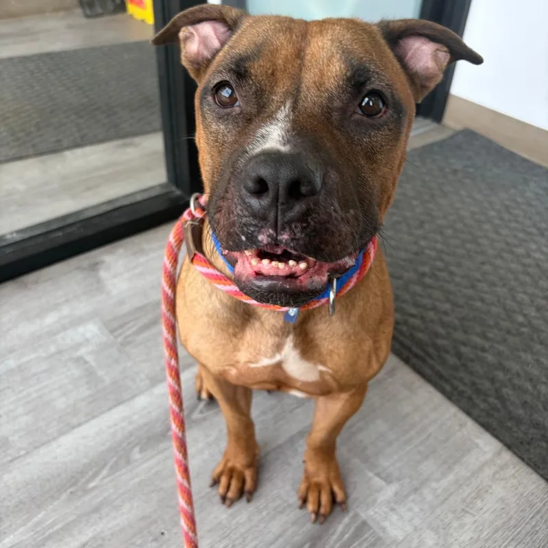 An adult medium-sized male American Staffordshire Terrier dog named Duckie for adoption in Northbrook, IL