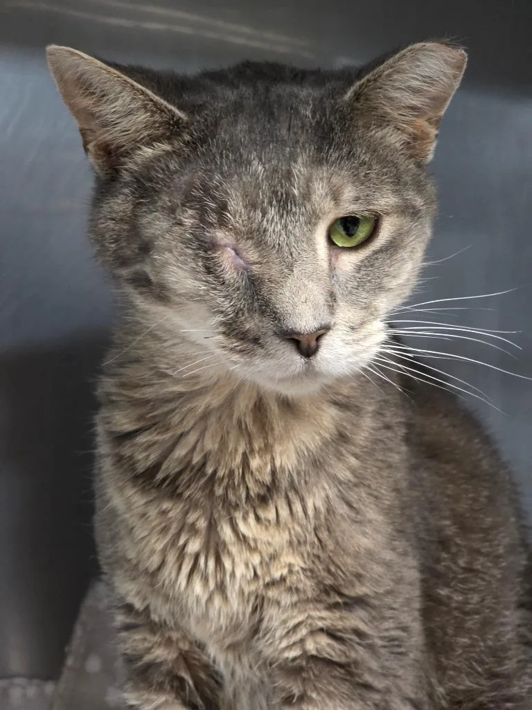 A young medium-sized male Domestic Short Hair cat named Freddie for adoption in Huntington, IN