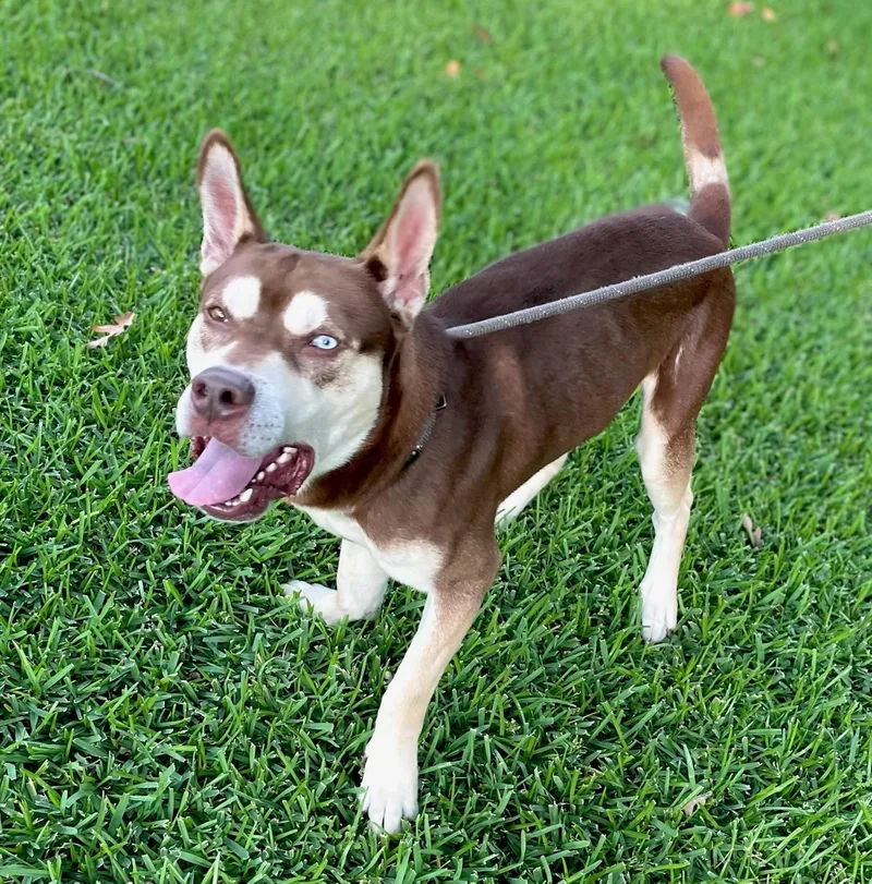 A young medium-sized male Husky dog named Bear for adoption in Greenville, SC