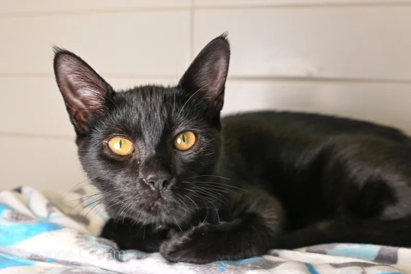 A baby medium-sized female Domestic Short Hair cat named Venus for adoption in New Orleans, LA