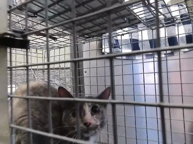 A young medium-sized female Domestic Short Hair cat named Molly for adoption in Tulsa, OK