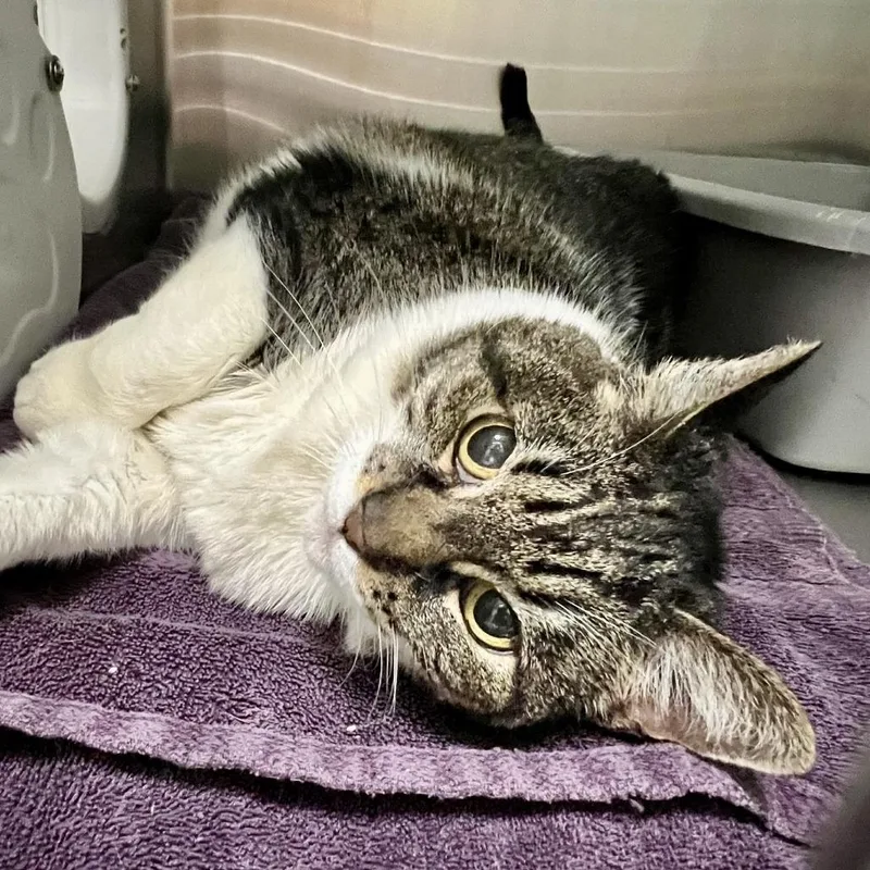 A senior large-sized female Brown / Chocolate Domestic Short Hair cat named Huckleberry Pie for adoption in Tacoma, WA