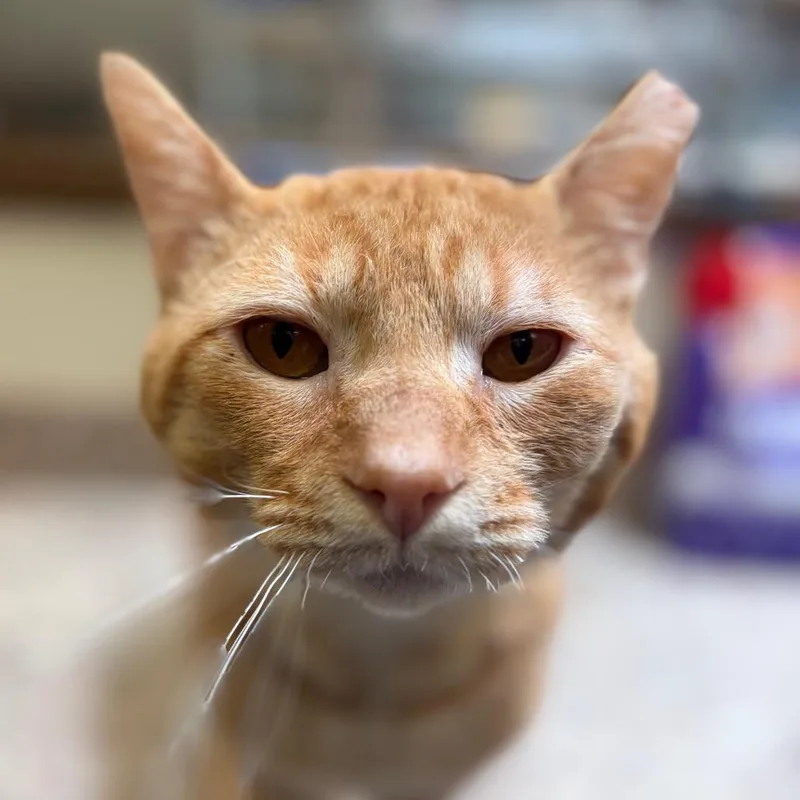 An adult large-sized male Orange / Red Domestic Short Hair cat named Juniper for adoption in York, PA