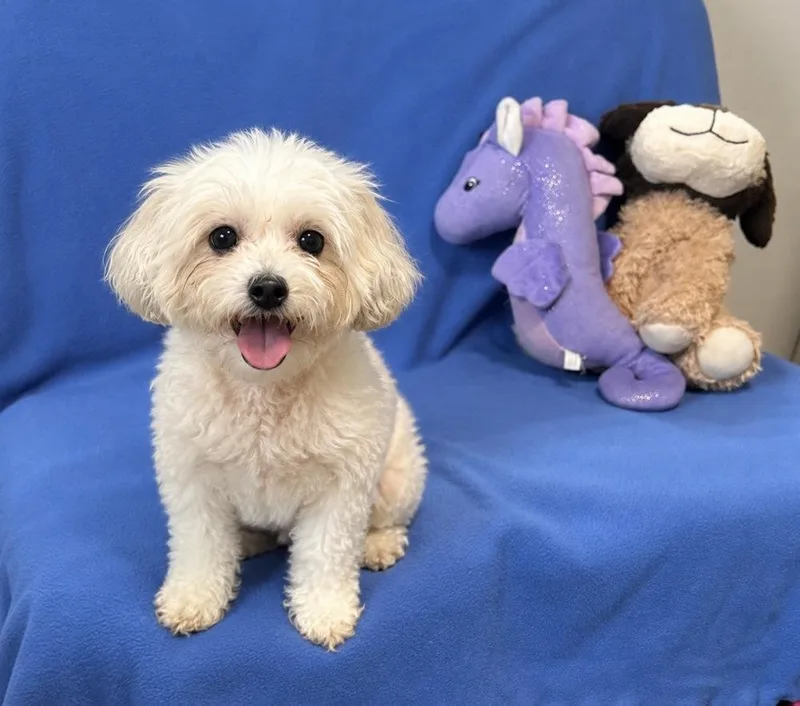 Teddy Boo