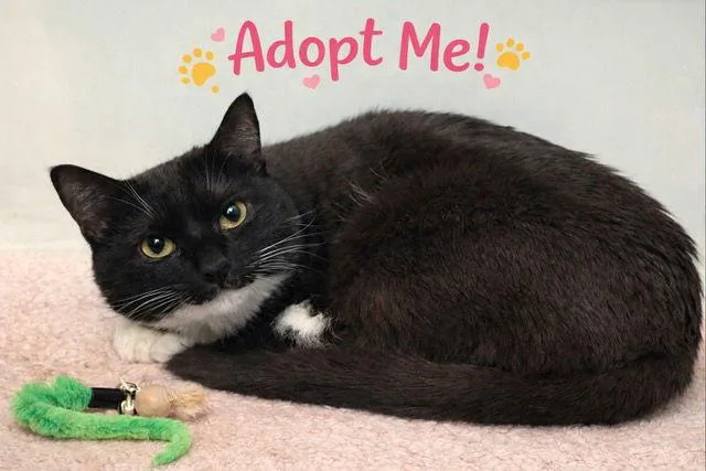 An adult medium-sized female Black & White / Tuxedo Domestic Short Hair cat named Winter for adoption in Rockaway, NJ