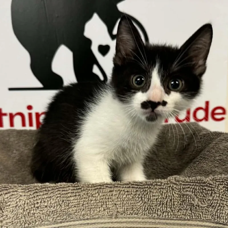 A baby small-sized male Black Domestic Short Hair cat named Cup for adoption in Incline Village, NV