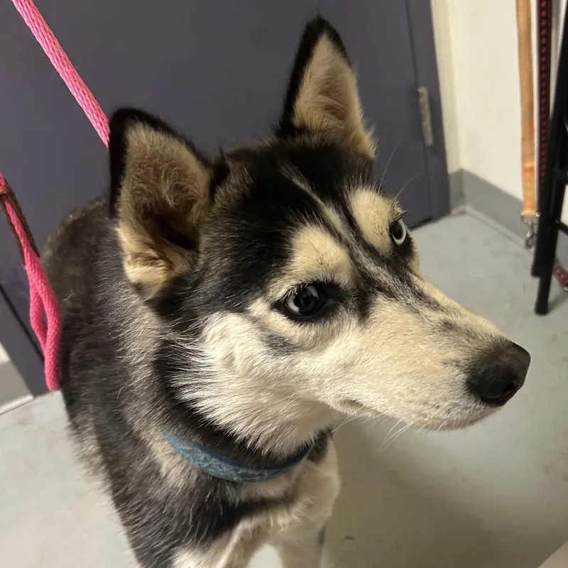 A young medium-sized female Black Husky dog named Scarlet for adoption in Charlottesville, VA