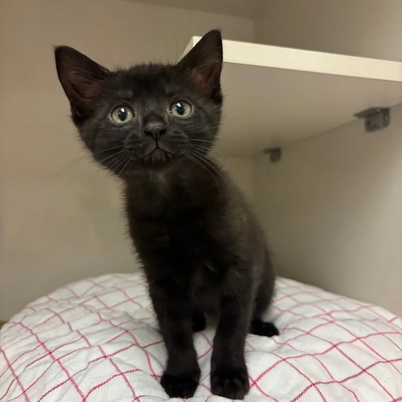 A baby small-sized female Black Domestic Short Hair cat named Mandy for adoption in Redwood City, CA