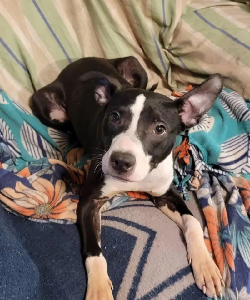 A young medium-sized male Black Mixed Breed dog named Blythe for adoption in Houston, TX