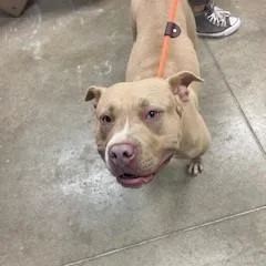 An adult large-sized female Yellow / Tan / Blond / Fawn Pit Bull Terrier dog named Milo for adoption in York, PA