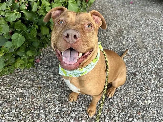A young large-sized female Pit Bull Terrier dog named Rae for adoption in Mesa, AZ