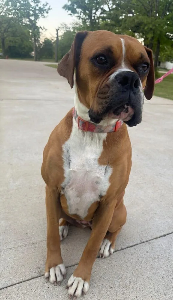 Phoebe Ii thumbnail 2