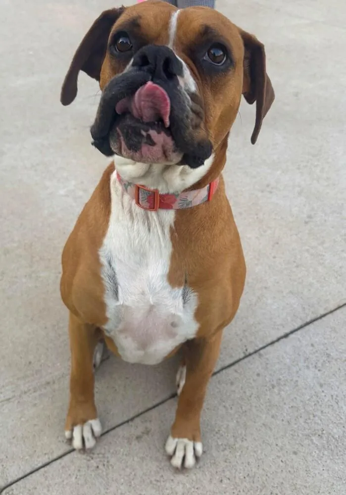 Phoebe Ii thumbnail 3