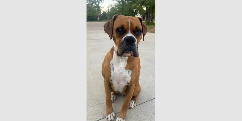 Phoebe Ii thumbnail 4