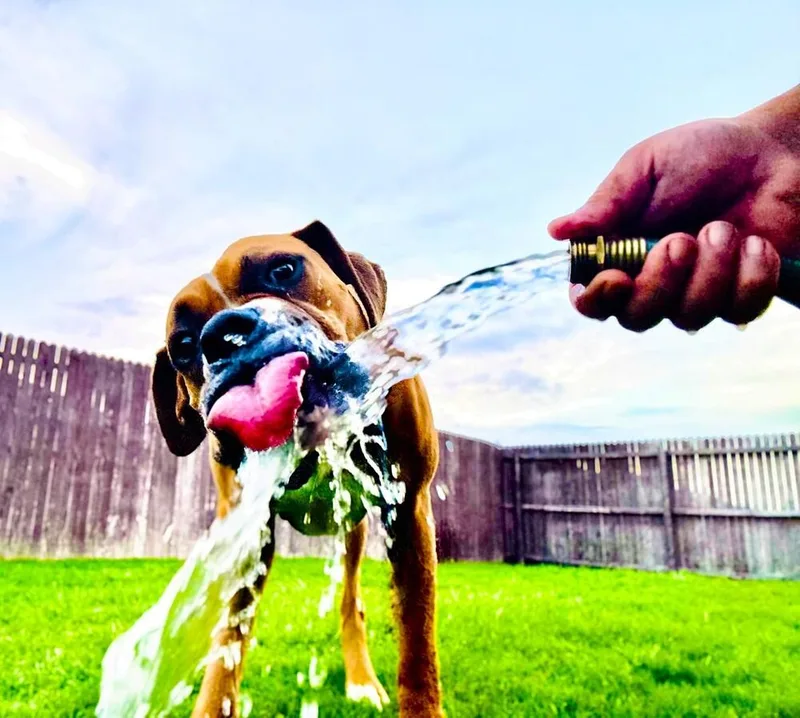 Phoebe Ii thumbnail 5