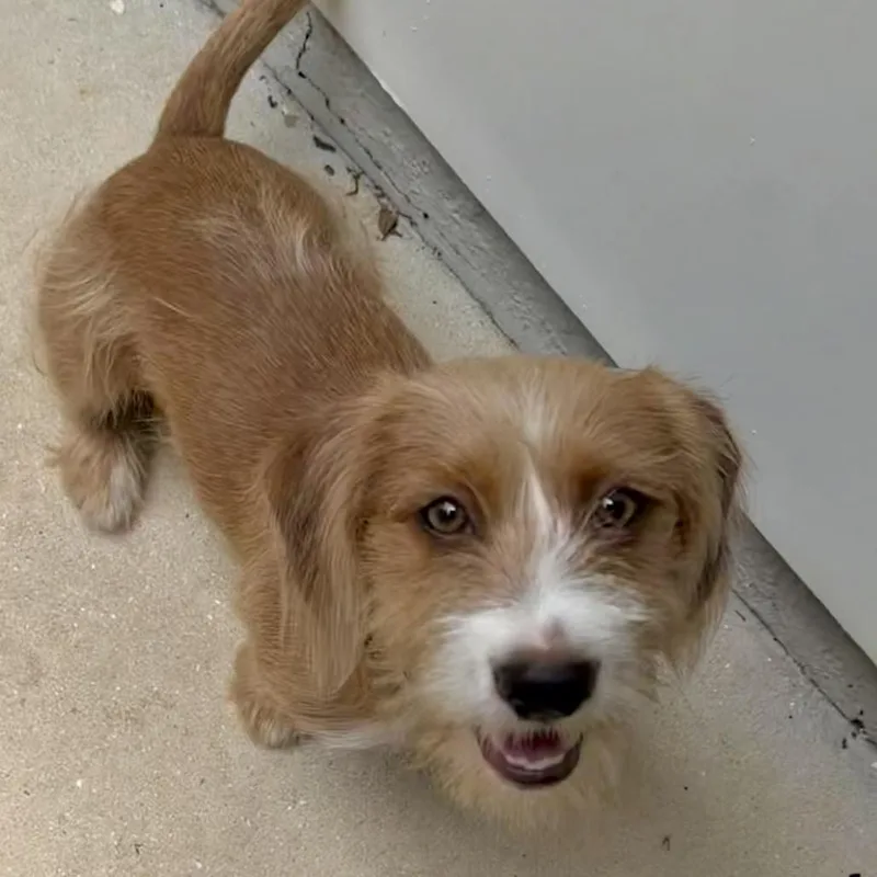 A young small-sized male Brown / Chocolate Cairn Terrier dog named Boomer for adoption in Sarasota, FL