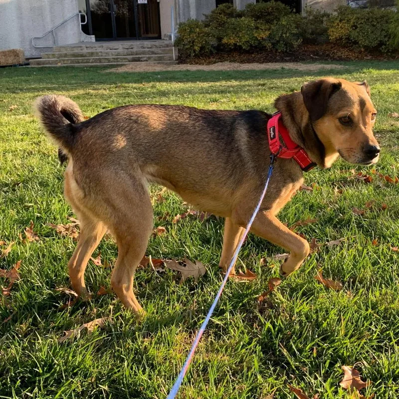 An adult small-sized female Sable Pug dog named Penny for adoption in callao, VA