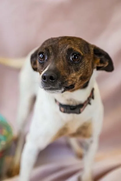 A young small-sized female Feist dog named Reba for adoption in Dothan, AL