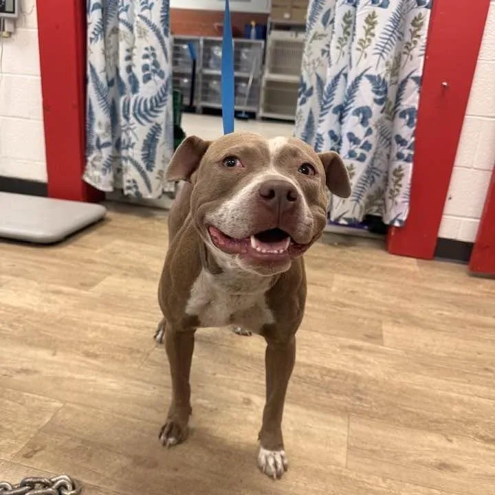 An adult medium-sized female Yellow / Tan / Blond / Fawn Pit Bull Terrier dog named Corsica for adoption in East Saint Louis, IL