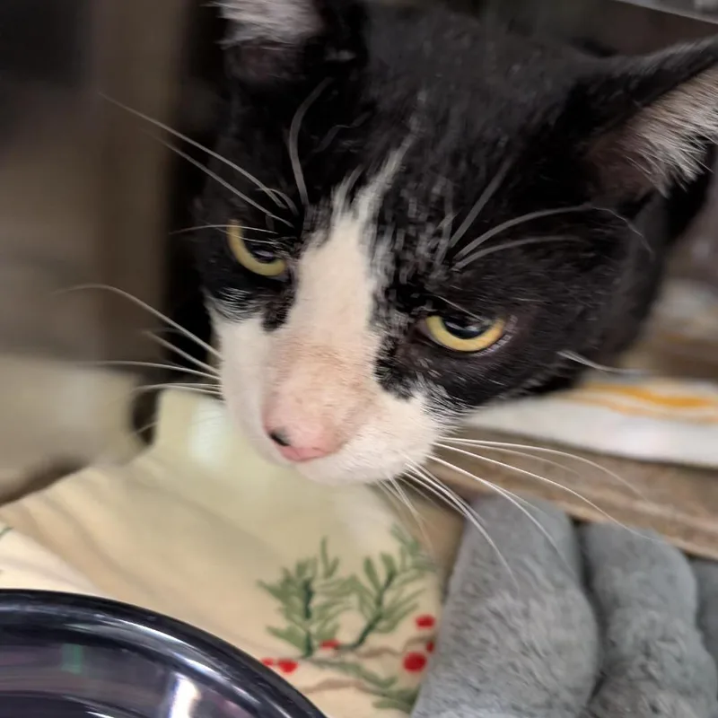 A senior large-sized male Black Domestic Short Hair cat named Jake for adoption in Baltimore, MD