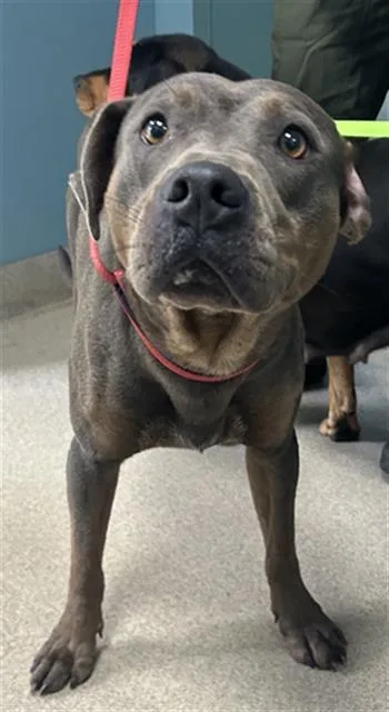 An adult medium-sized male Mixed Breed dog named Ryder for adoption in Newton, NC