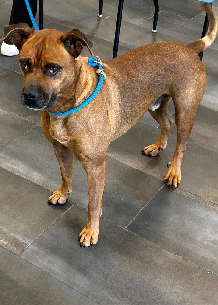 An adult medium-sized male Boxer dog named Jasper for adoption in Tarboro, NC