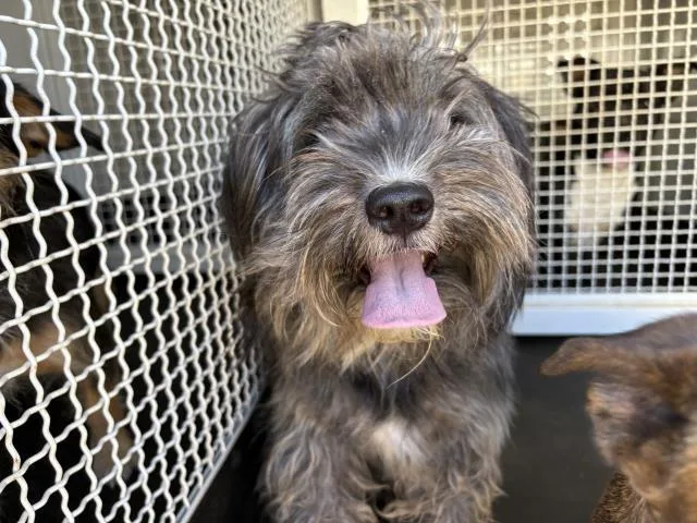An adult medium-sized female Terrier dog named A for adoption in Riverside, CA